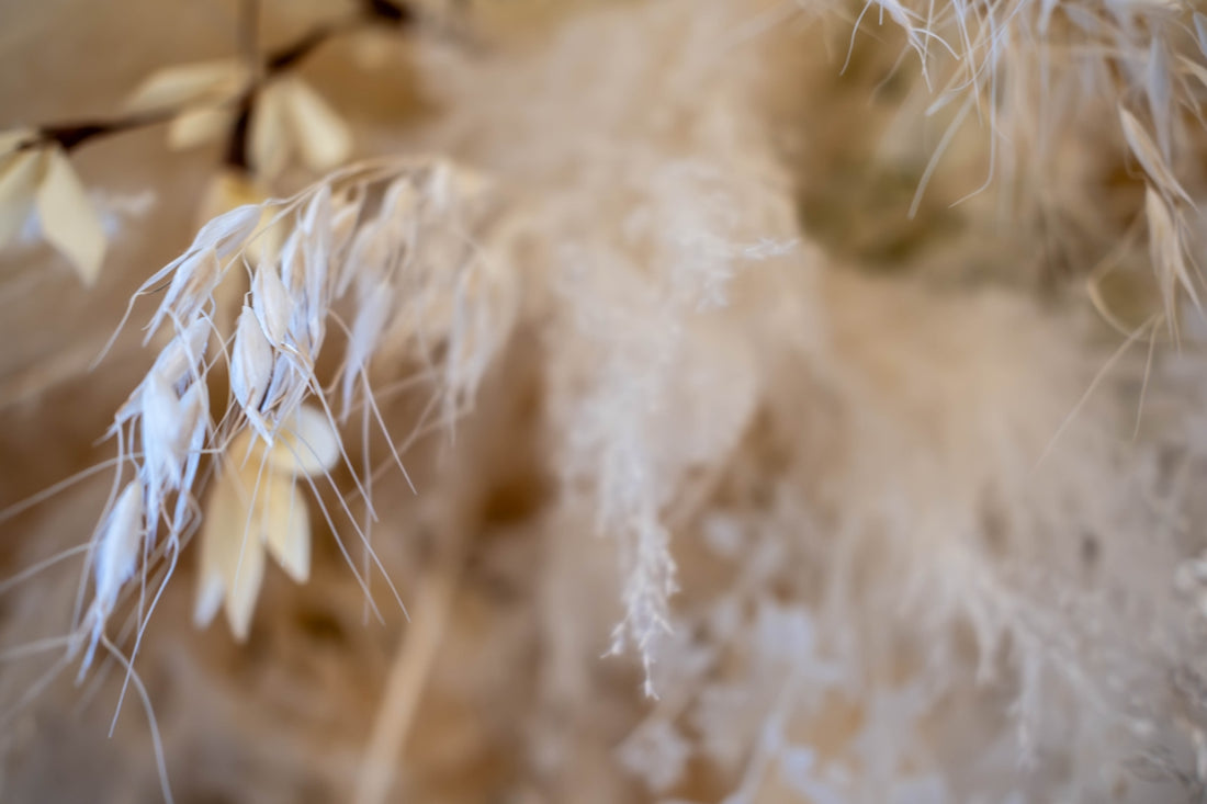 A close up of a plant with white flowers